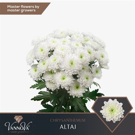 Chr T Altaj