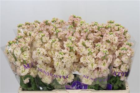 Matthiola Incana 'impala Apricot'