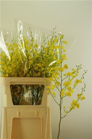 Oncidium Honey Angel Xl