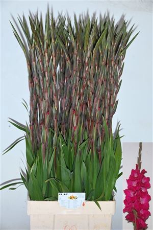 Glad Gr Fairyta Pink