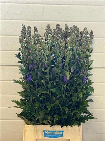 Aconitum Car Arendsii
