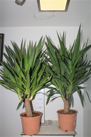 Yuc Elephantipes