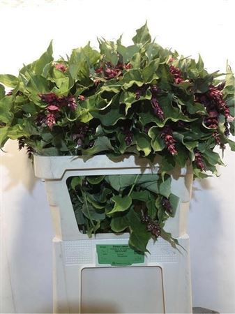 Leycesteria F Purple Rain