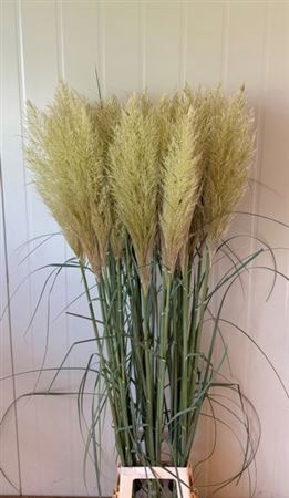 Cortaderia Se Evita