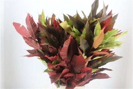 Aesculus Hippoc Tak