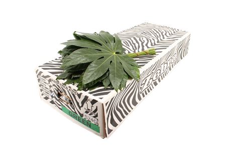 Aralia 35