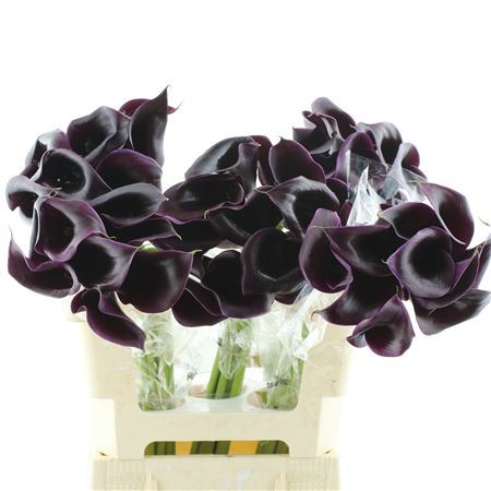 Zant Cantor (black)
