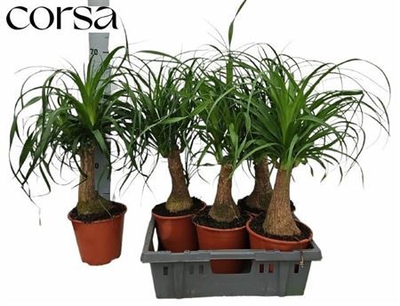 Beaucarnea Recur