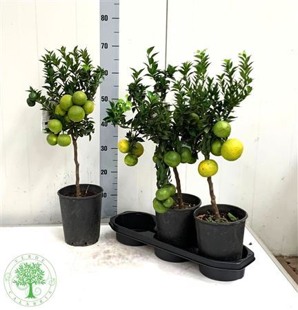 Citr Au Chinotto 8 Fruits