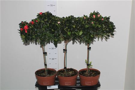 Rhodo Ov Stam