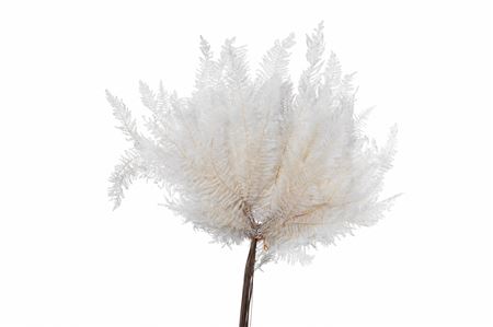 Dried Bleached Coral Leaf