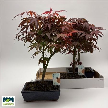 Bonsai Acer