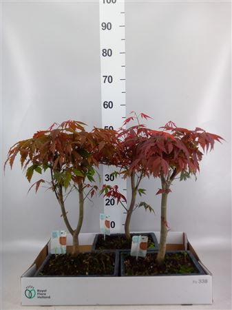 Bonsai ... Acer in keramiek