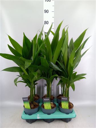 Areca Catechu Decorum
