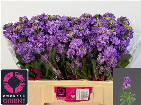 Matth Impala Lavende