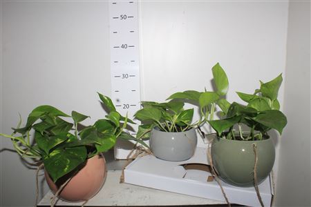 Arr Epipr Aureum In Keramiek Hangpotten