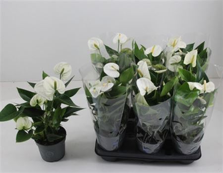 Anthu A Arisa White 5-6+ P14.