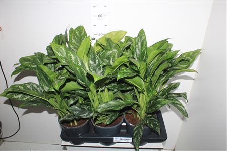Ag Kl Green Lady P17.