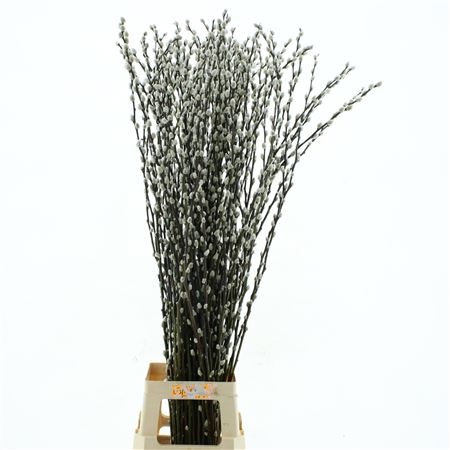 Salix Ca Snow Flake