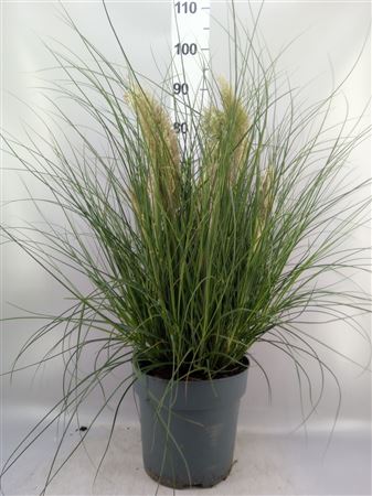 Cortaderia Sell. 'tiny Pampa' Cortaderia Tiny Pamp