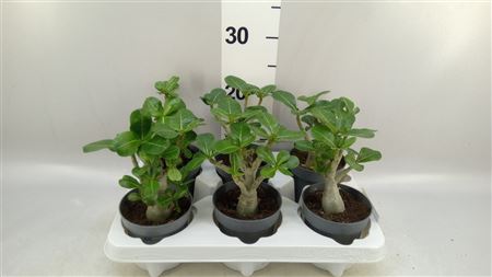 Adenium Obesum .