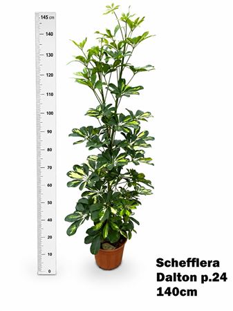 Schef Ar Dalton