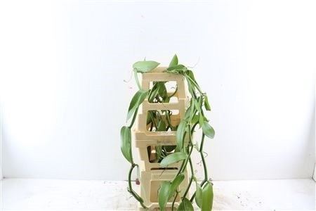 Vanilla Planifolia