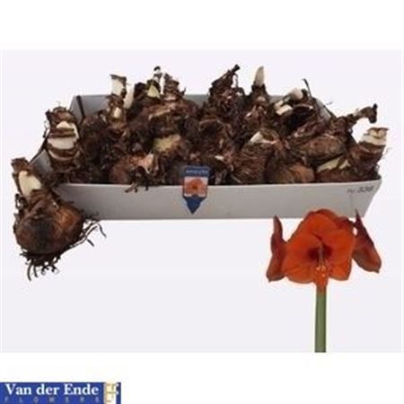 Bloembol Hippeastrum Rood