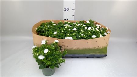 Campanula Porten. 'ambella White' WHITE Like MEE®