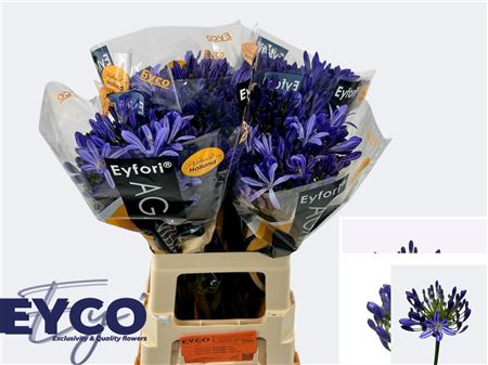 Agap Eyfori Blue