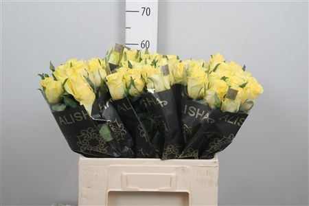 R Gr Lemon Strike