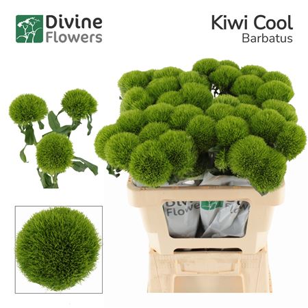 Di Barb Kiwi Cool