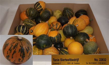 Cucurbita Mix