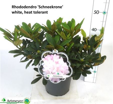 Rhod Ya Schneekrone White Outdoor