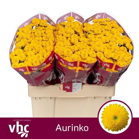 Chr S Aaa Aurinko