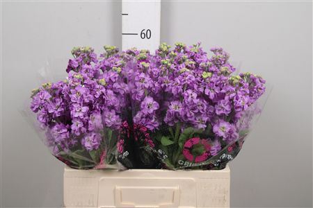 Matth Impala Lavende