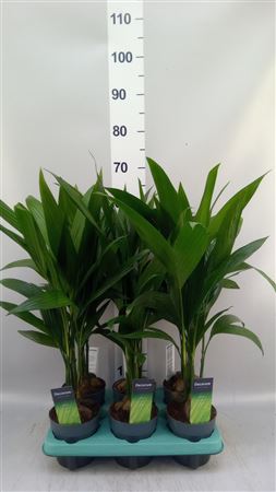 Areca Catechu Decorum
