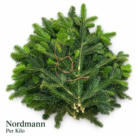 Abies Nordman Kilo