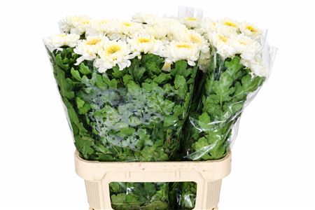 Chrysanthemum Gp Rossano