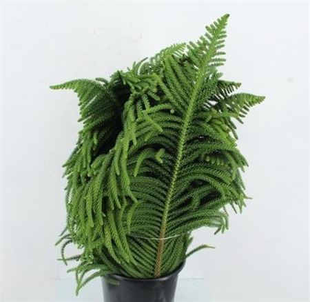 Araucaria Arauc Deco