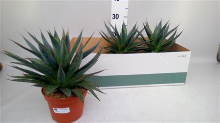 Agave 'shaka Zulu'
