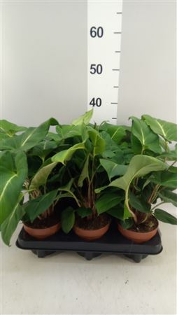 Adelonema Crinipes .