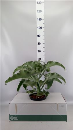 Kalanchoe Nf Beharensis .