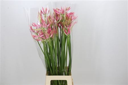 Nerine Bo Flugel