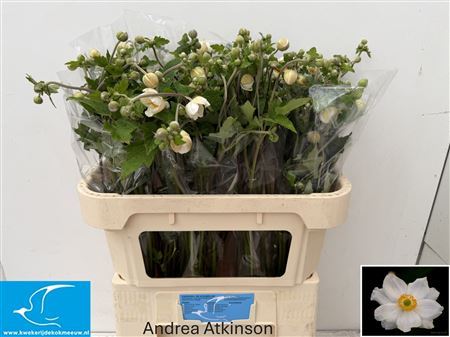 Anem Andrea Atkinson