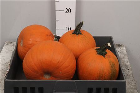 Cuc Maxima Halloween
