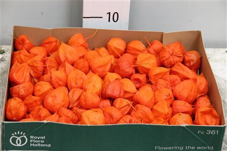 Cuc Physalis Lampion Los