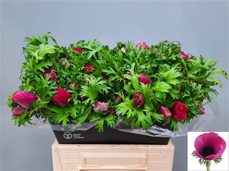 Anem Co Mar Orchid