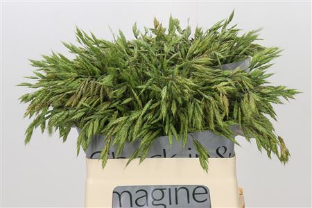 Bromus