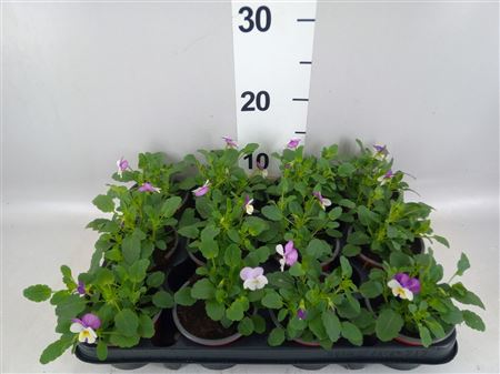 Viola Corn. 'evo Mini Lavender Pk' . Pink wing